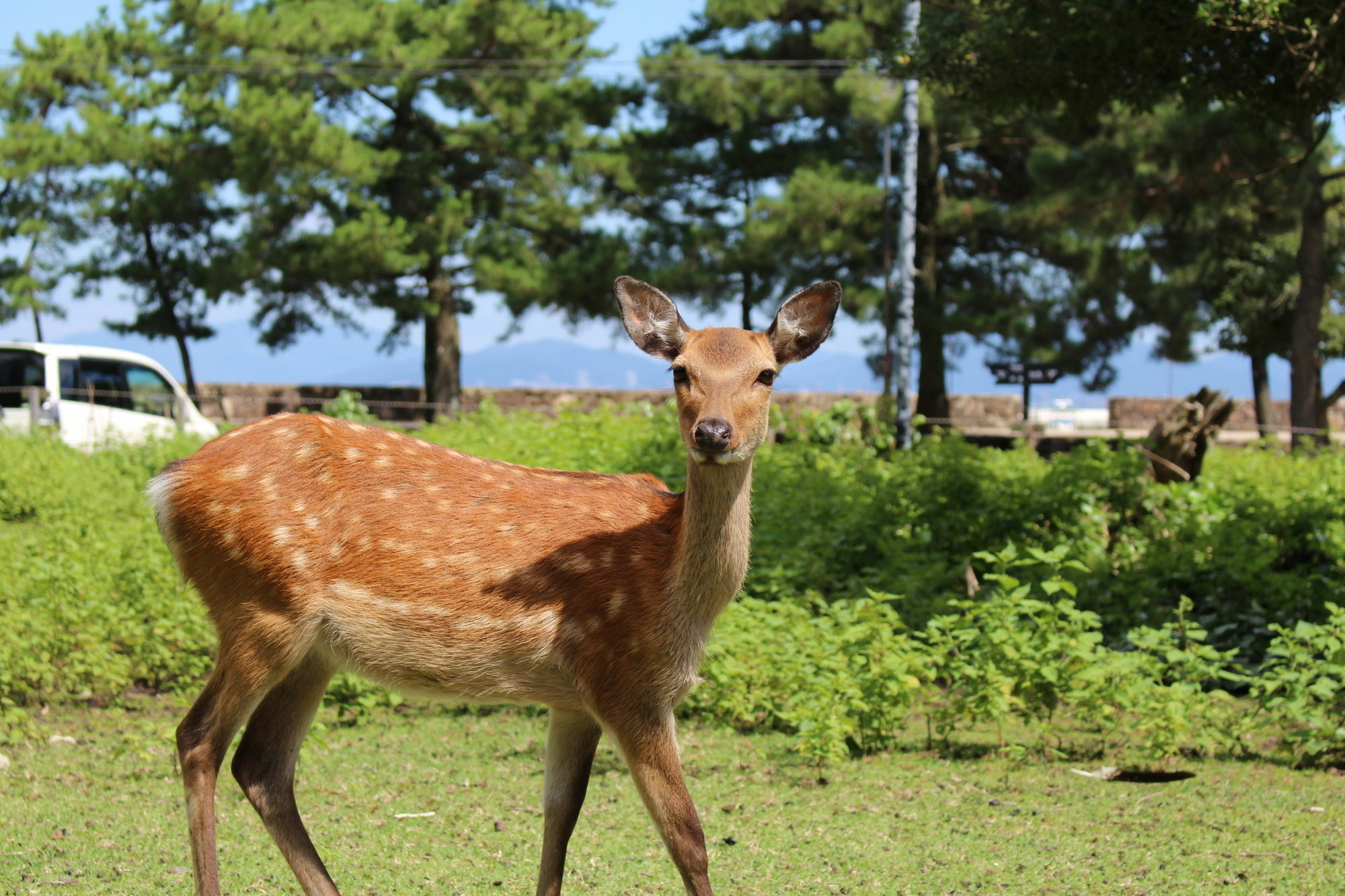 มิยาจิม่า ซีไซด์ โฮเต็ล Hotel Itsukushima ภายนอก รูปภาพ